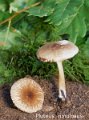 Pluteus diettrichii-amf1503